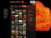 Nové stránky pro  společnost Hajdu Flowers